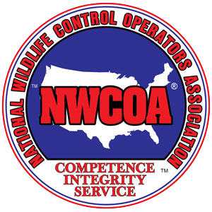 wildlife control services by DFW Wildlife Control
